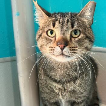 Rescue Domestic Short Hair Cats for Adoption in West Des Moines, Iowa - Tommy | PetCurious