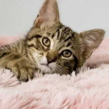 Rhuarc -  Domestic Short Hair Cat for Adoption in Camano, Washington - Rhuarc | PetCurious
