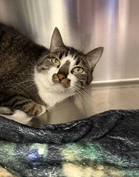 Rescue Domestic Medium Hair Cats for Adoption in Liberty, Missouri - Eleanor | PetCurious