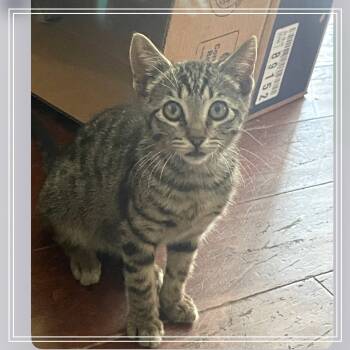 Rescue Domestic Short Hair Cats for Adoption in Long Beach, California - Tony | PetCurious