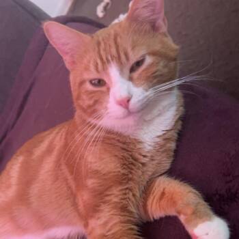 Oliver -  Domestic Short Hair Cat for Adoption in Tulsa, Oklahoma - Oliver | PetCurious