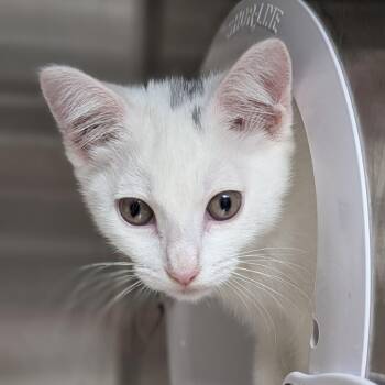 Smidges -  Domestic Short Hair Cat for Adoption in Seattle, Washington - Smidges | PetCurious