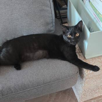 Rescue Domestic Short Hair Cats for Adoption in Fort Worth, Texas - Nightshade | PetCurious