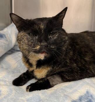 Sunflower -  Domestic Short Hair Cat for Adoption in Golden, Colorado - Sunflower | PetCurious