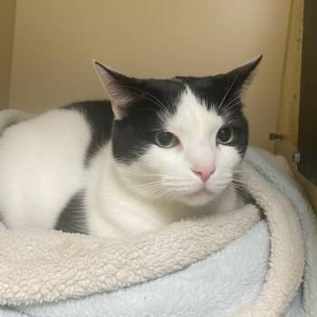 Domestic Short Hair Cats Available for Adoption in Elyria, Ohio - Banner | PetCurious