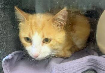 Domestic Short Hair Cats Available for Adoption in Nashville, Tennessee - Milton | PetCurious