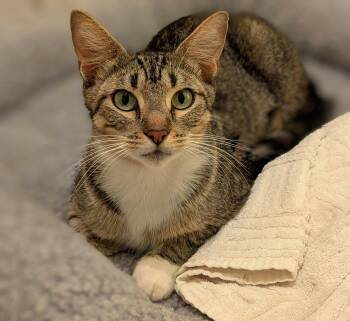 Cookie -  Tabby and Domestic Short Hair Cat Available for Adoption in Melbourne, Florida - Cookie | PetCurious