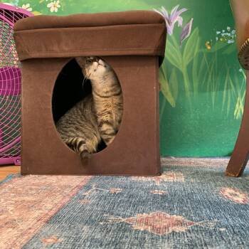 Domestic Short Hair Cats Available for Adoption in Kelso, Washington - Dory | PetCurious