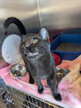 Kirito -  Domestic Short Hair Cat for Adoption in Brookings, South Dakota - Kirito | PetCurious