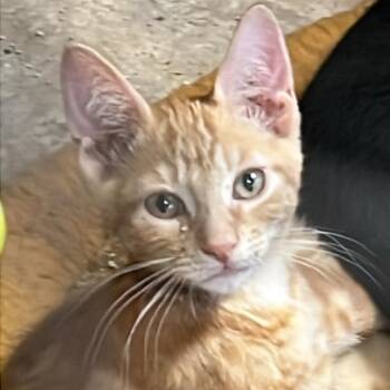 Gordon -  Tabby and Domestic Short Hair Cat for Adoption in Antioch, California - Gordon | PetCurious