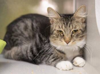 RESILIENCE -  Domestic Short Hair Cat for Adoption in Phoenix, Arizona - RESILIENCE | PetCurious