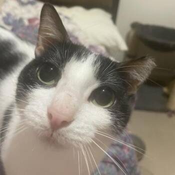 Rescue Tuxedo and Domestic Short Hair Cats for Adoption in Liverpool, Texas - Ivory | PetCurious