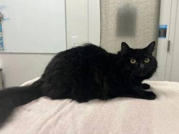 Marco -  Domestic Long Hair Cat for Adoption in Kansas City, Missouri - Marco | PetCurious