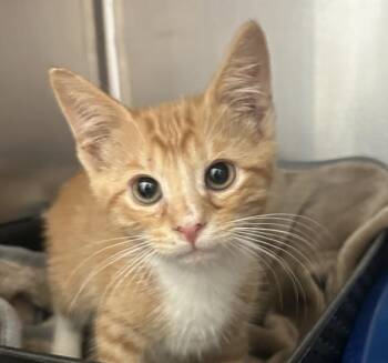 Dynomite -  Domestic Short Hair Cat for Adoption in Golden, Colorado - Dynomite | PetCurious
