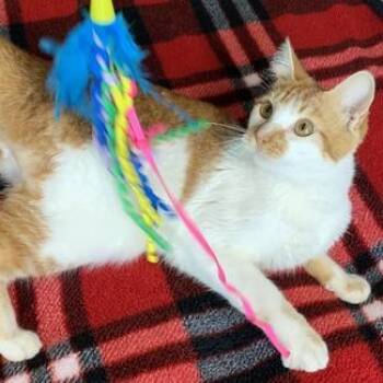 Domestic Short Hair Cats Available for Adoption in Liverpool, Texas - Shasta | PetCurious