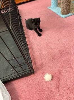 Raven -  Domestic Short Hair Cat for Adoption - Raven | PetCurious