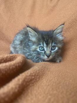 Bounce -  Domestic Long Hair and Domestic Short Hair Cat for Adoption in Columbus, Indiana - Bounce | PetCurious