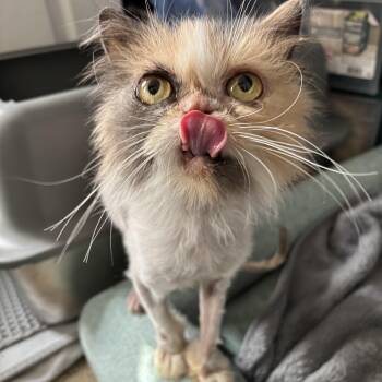 Rescue Persian Cats for Adoption in Medford Lakes, New Jersey - Parsnip Pie | PetCurious