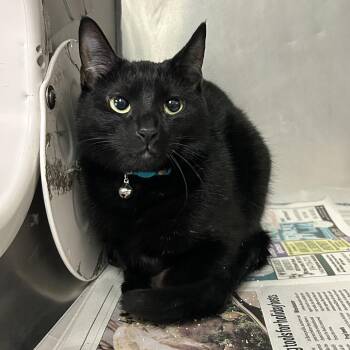 Domestic Medium Hair Cats Available for Adoption - Aura | PetCurious