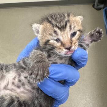 Domestic Short Hair Cats Available for Adoption - Manteo | PetCurious