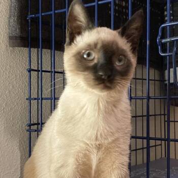 Siamese Cats Available for Adoption - Copernicus | PetCurious