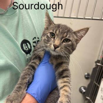 Sourdough -  Domestic Short Hair Cat for Adoption in Buffalo, Minnesota - Sourdough | PetCurious