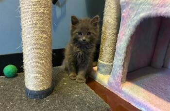 Domestic Long Hair Cats Available for Adoption in Santa Clara, California - CLOUDY | PetCurious
