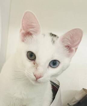 Domestic Short Hair Cats Available for Adoption - Frosty | PetCurious
