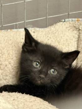 Rescue Domestic Short Hair Cats for Adoption in Hot Springs, Arkansas - Mason | PetCurious