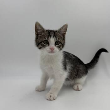 Swell Mel -  Domestic Short Hair Cat for Adoption in State College, Pennsylvania - Swell Mel | PetCurious
