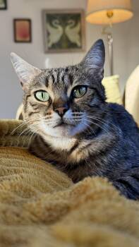 Rescue Domestic Short Hair Cats for Adoption in Columbus, Ohio - Party Hat | PetCurious