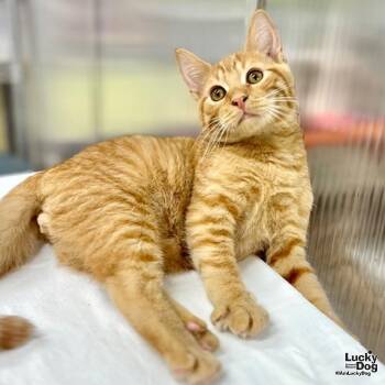 Rescue Domestic Short Hair and Tabby Cats for Adoption in Washington, District Of Columbia - Jacob | PetCurious