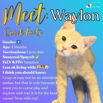 Tiger Cats Available for Adoption in Fulton, New York - Waylon | PetCurious