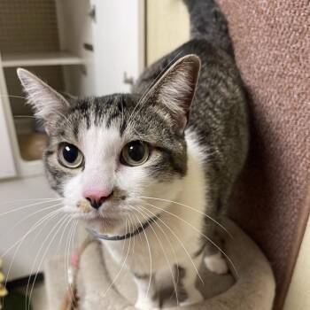 Domestic Short Hair Cats Available for Adoption in Tulsa, Oklahoma - Cam | PetCurious