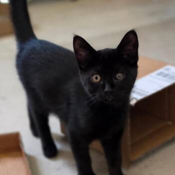 Buttons -  Domestic Short Hair Cat for Adoption in Muncie, Indiana - Buttons | PetCurious