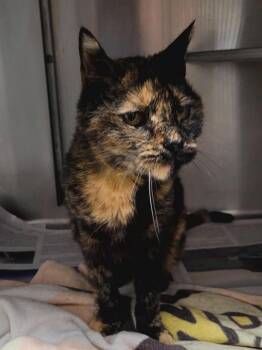 Willma -  Domestic Short Hair Cat for Adoption in Los Angeles, California - Willma | PetCurious