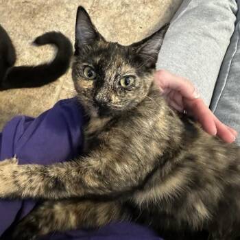 Aubrey -  Domestic Short Hair Cat for Adoption in Madison, Wisconsin - Aubrey | PetCurious
