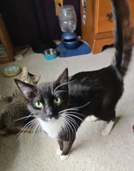 Rescue Tuxedo Cats for Adoption in Campbell, California - Oreo | PetCurious