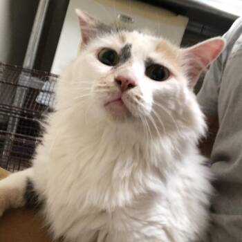 Domestic Long Hair Cats Available for Adoption in Yuma, Arizona - Muffins | PetCurious