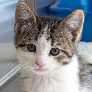 Fritos -  Domestic Short Hair Cat for Adoption in Jefferson, Wisconsin - Fritos | PetCurious