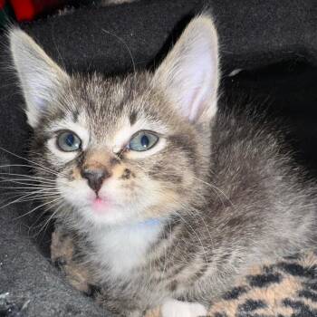 Domestic Short Hair Cats Available for Adoption - Neko C11024 | PetCurious