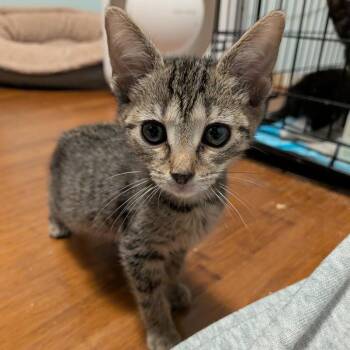 Hashbrown -  Domestic Short Hair Cat for Adoption in Lexington, Kentucky - Hashbrown | PetCurious