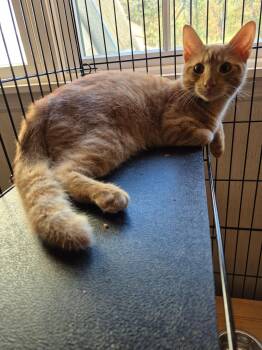 Rescue Domestic Short Hair and Tabby Cats for Adoption in Mendham, New Jersey - Blaze | PetCurious