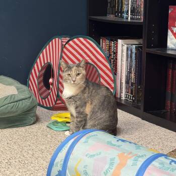 Rescue Dilute Tortoiseshell Cats for Adoption in Mt. Juliet, Tennessee - Ellen | PetCurious