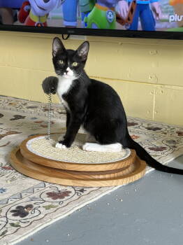 Rescue Domestic Short Hair and Tuxedo Cats for Adoption in Phoenix, Arizona - Simpson Bonded With Bart | PetCurious