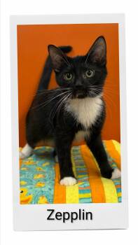 Zepplin -  Domestic Short Hair Cat for Adoption in Caistor Centre, Ontario - Zepplin | PetCurious