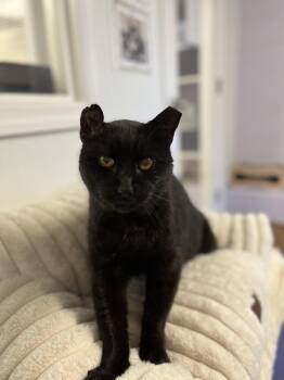 Rescue Domestic Short Hair Cats for Adoption in Harrison, New York - Pudding | PetCurious