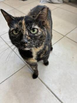 Tiny Taco -  Domestic Short Hair Cat for Adoption in Randolph, Massachusetts - Tiny Taco | PetCurious