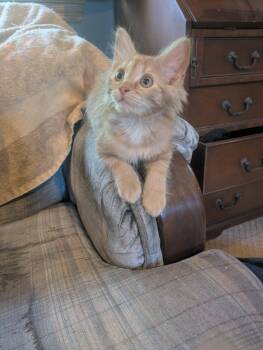 River & Brook -  Domestic Short Hair Cat for Adoption in Bloomingdale, New Jersey - River & Brook | PetCurious