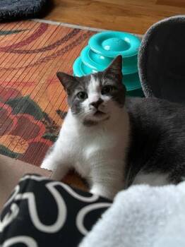 Felix -  Domestic Short Hair Cat for Adoption in Pawtucket, Rhode Island - Felix | PetCurious